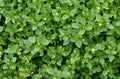 Common chickweed (Stellaria media Royalty Free Stock Photo