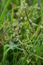 Common Chickweed - Stellaria media, Norfolk, England, UK Royalty Free Stock Photo