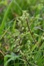 Common Chickweed - Stellaria media, Norfolk, England, UK Royalty Free Stock Photo