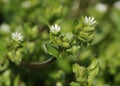 Common Chickweed Royalty Free Stock Photo