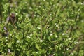 Common Chickweed Royalty Free Stock Photo