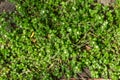 Common Chickweed Stellaria media texture background with tiny flowers Royalty Free Stock Photo