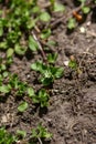 Common Chickweed Stellaria media texture background with tiny flowers Royalty Free Stock Photo