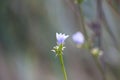 Common chicory in bloom closeup with blurred background and light behind Royalty Free Stock Photo
