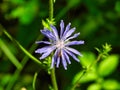 Common chicory (Cichorium intybus) Blue Daisy Blue Dandelion Wildflower Shriveled Up with Small Bee Royalty Free Stock Photo