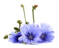 Common chicory Cichorium intybus flower Royalty Free Stock Photo