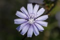 Common chicory, Cichorium intybus, flower. Malta, Mediterranean Royalty Free Stock Photo