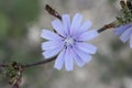 common chicory, Cichorium intybus, flower, Malta, Mediterranean Royalty Free Stock Photo