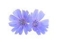 Common chicory or Cichorium intybus flowers. Isolated on white Royalty Free Stock Photo