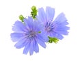 Common chicory or Cichorium intybus flowers. Isolated on white.