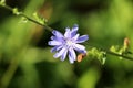 Common chicory or Cichorium intybus woody perennial herbaceous plant with single bright fully open blooming blue flower on one Royalty Free Stock Photo