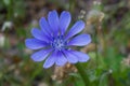 Common chicory Royalty Free Stock Photo
