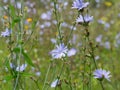 Common Chicory field. Cichorium intybus in blossom. Field of blue wild herbal plants Royalty Free Stock Photo