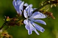 Common chicory flower in bloom