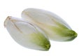 Common chicory flower buds