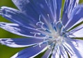 Common chicory flower, Cichorium intybus Royalty Free Stock Photo