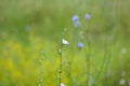 Common chicory flower closeup with blurry grass and flowers in background