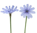 Common chicory flowers Royalty Free Stock Photo