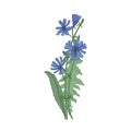 Common chicory flowers and leaves isolated on white background. Beautiful drawing of flowering perennial herbaceous