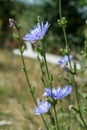 Common chicory plant