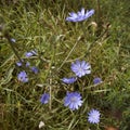 Common chicory plant with lovely blue flowers growing in the wild Royalty Free Stock Photo