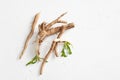 Crude chicory root Cichorium intybus with leaves on a white background
