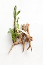 Crude chicory root Cichorium intybus with leaves on a white background Royalty Free Stock Photo