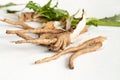 Crude chicory root Cichorium intybus with leaves on a white background