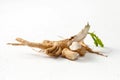 Raw chicory root Cichorium intybus with leaves on a white background