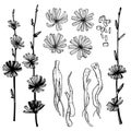 Common chicory set. Vector illustration