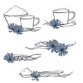 Common chicory set. Vector illustration