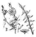 Common Chicory vintage illustration