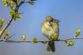 Common chiffchaff bird Phylloscopus collybita Royalty Free Stock Photo