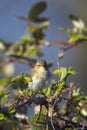 Common chiffchaff bird Phylloscopus collybita Royalty Free Stock Photo