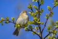 Common chiffchaff bird Phylloscopus collybita Royalty Free Stock Photo