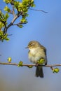 Common chiffchaff bird Phylloscopus collybita Royalty Free Stock Photo