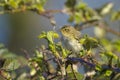 Common chiffchaff bird Phylloscopus collybita Royalty Free Stock Photo