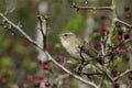 Common chiffchaff, the bird is standing on a branch with thorns Royalty Free Stock Photo