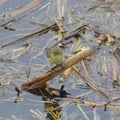 Common Chiffchaff on a cane over water Royalty Free Stock Photo