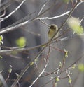 Common Chiffchaff on a flowering bush Royalty Free Stock Photo