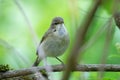 common chiffchaff hiding into the bushes Royalty Free Stock Photo