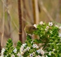 Common chiffchaff looking above cluster of echium flowers