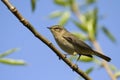 Common chiffchaff, nice bird is standing on a tree branch Royalty Free Stock Photo