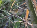 Common Chiffchaff perching on orange branches Royalty Free Stock Photo