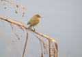 Common Chiffchaff perching on reed branch Royalty Free Stock Photo