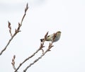 Common Chiffchaff perching on sprouting branches Royalty Free Stock Photo