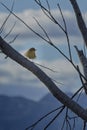 Common chiffchaff perching on tree branch against blue sky Royalty Free Stock Photo