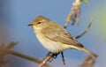 Common chiffchaff, Phylloscopus collybita. A bird sits on a branch Royalty Free Stock Photo