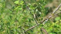 Common chiffchaff /Phylloscopus collybita/ is on a branch among the green leaves