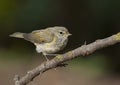 Common chiffchaff (Phylloscopus collybita)